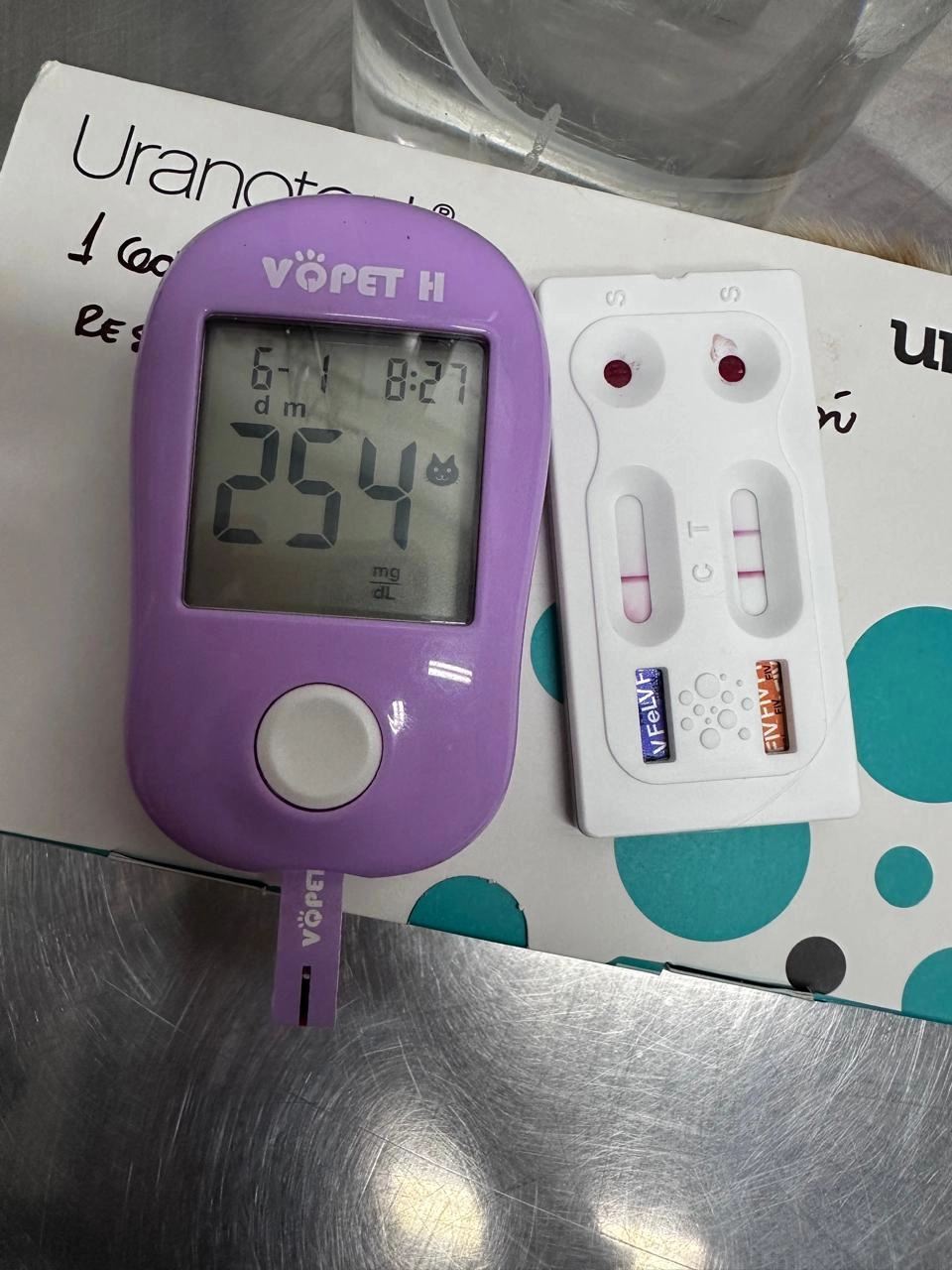 Veterinaria revisando perro en consulta clínica general